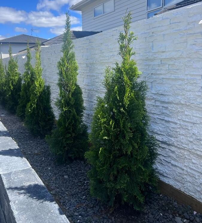 A row of neatly trimmed evergreen trees planted along an imitation white stacked stone fence. The ground is covered with small grey rocks, and the fence separates the trees from the neighboring houses in the background.